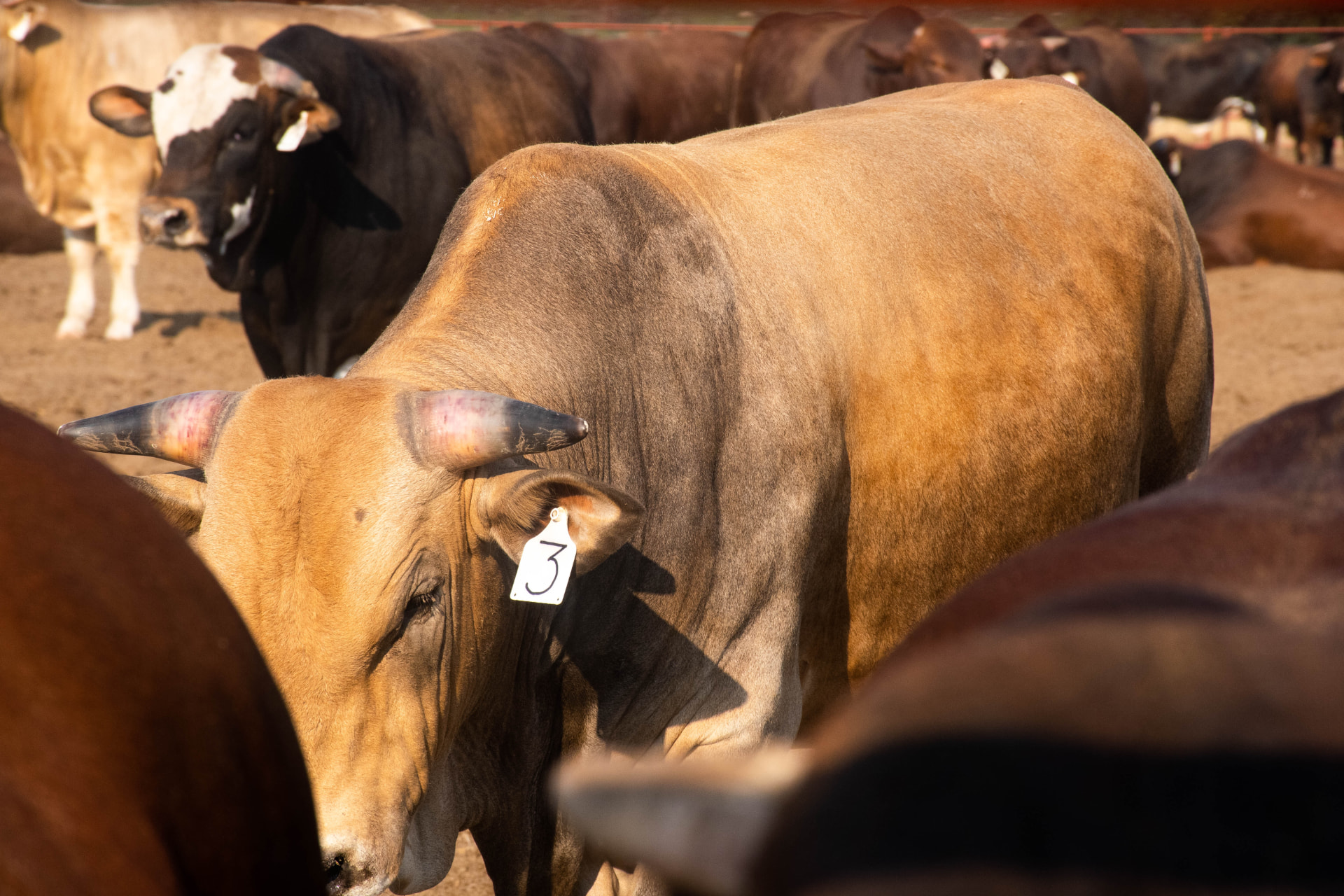 A bull in a professionally managed feedlot
